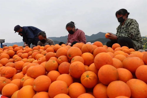 柚子柑橘挂枝头,吃货们快来龙角采摘呀