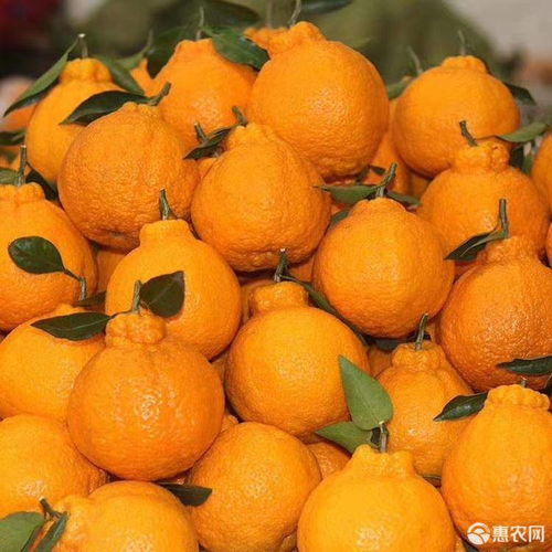 丑橘 不知火柑橘 产地直销价格1.7元 斤 惠农网