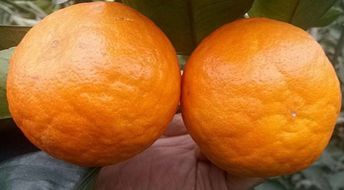 明日见到底是什么样柑橘品种 样品都难找,只适合设施栽培