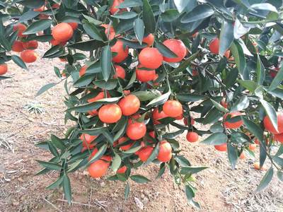 种植发展柑橘新优品种选正规公司供苗纯度98 以上包成活率 世纪红柑橘苗