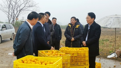 自治区供销社党组成员、理事会副主任谭明带队到桂林市开展砂糖桔销售专题调研