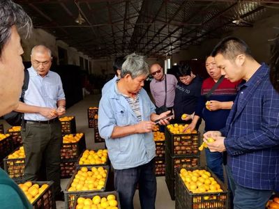 上海市果品行业协会崇明办事处考察对接崇明柑橘销售