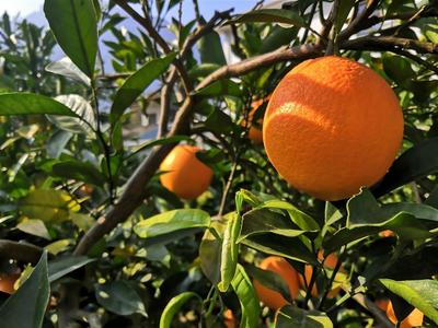 兴山柑橘迈入3.0发展时代