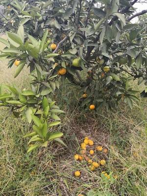 金华源东乡柑橘遭受虫害影响严重 早熟柑橘“大分”掉果高达近7成