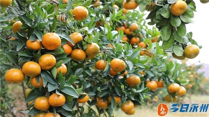 道县:硕果累累挂枝头 柑橘园里忙管护
