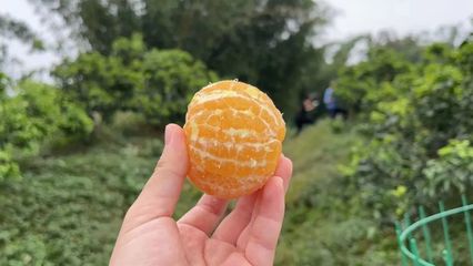 川南橘乡鲜果飘香 柑橘产业鼓起村民“钱袋子”