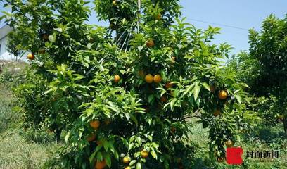 雁江蜜柑:种植面积超30万亩“中国早熟蜜柑之乡”要创国家级农业园区丨寻味乡村里的四川