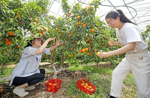 杭州建德沃柑夏季采摘 现代科技助农增收