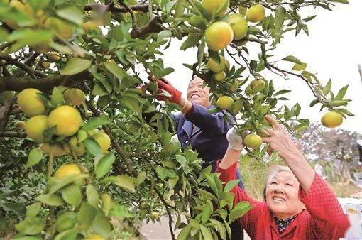 湖南日报 第21届湖南石门柑橘节暨文化旅游季开幕 金橘飘香价更 香