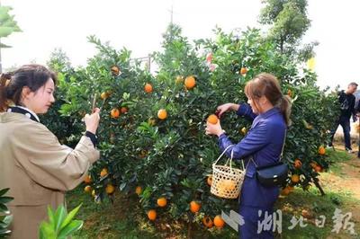 枝江举行脐橙开园节 5万吨脐橙销售一空