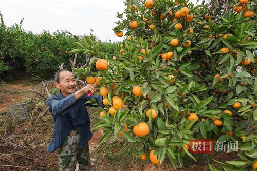 武汉产果冻橙已成熟,就在东西湖柏泉,欢迎来采摘