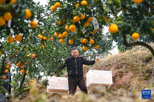 重庆巫山 阳光一号 桔柚丰收上市