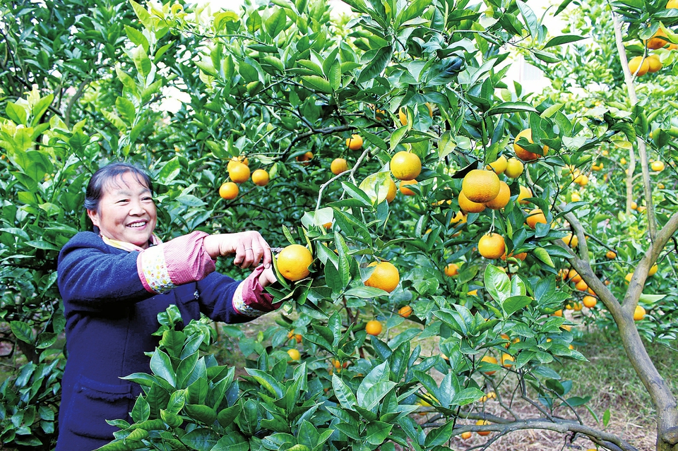 柑橘“换血”成了“摇钱树”